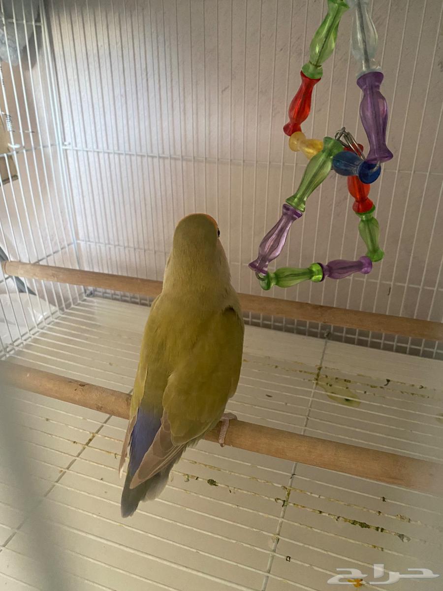 Bird day63051215620737111