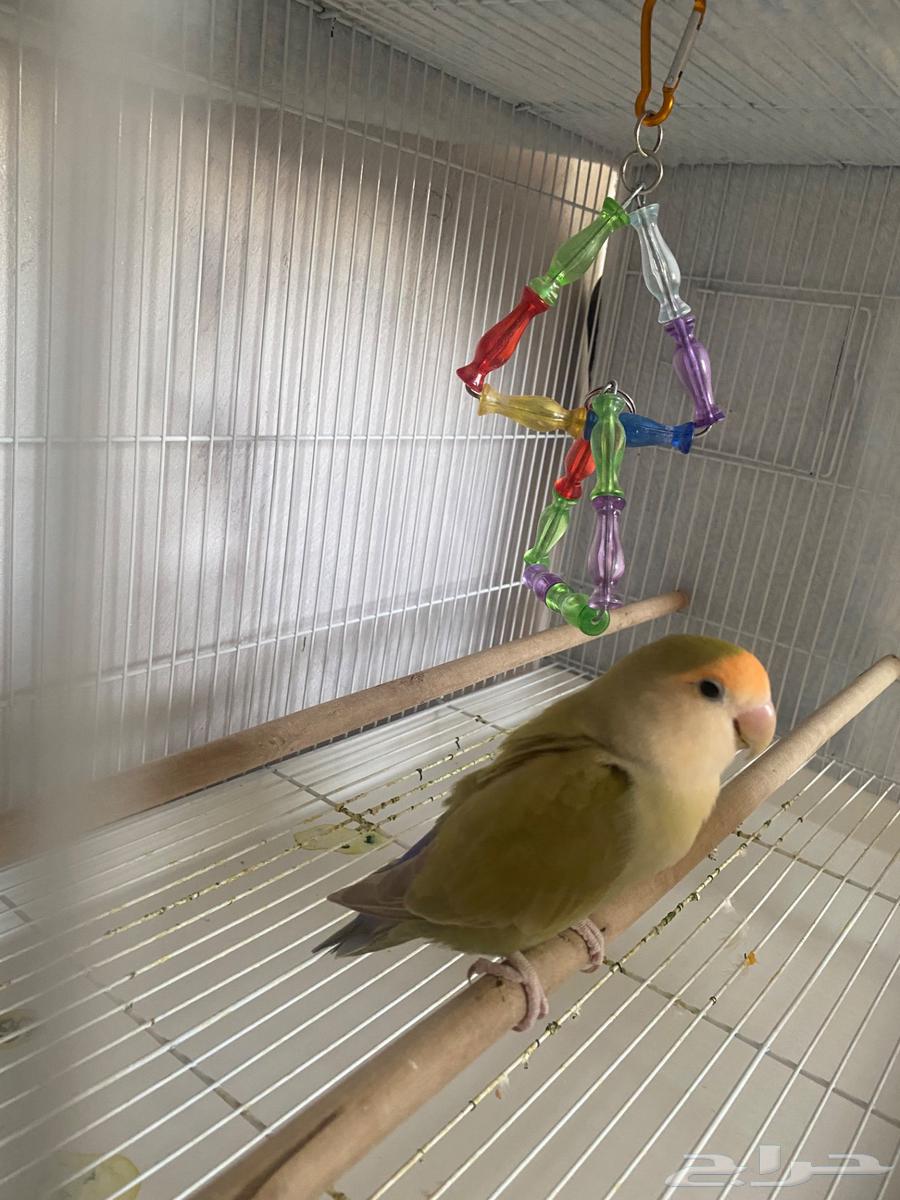 Bird day63051215620737112
