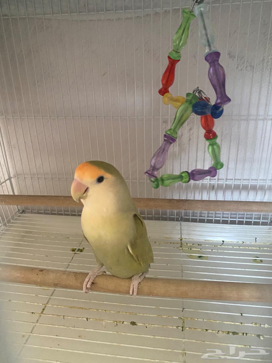 Bird day63051215620737114