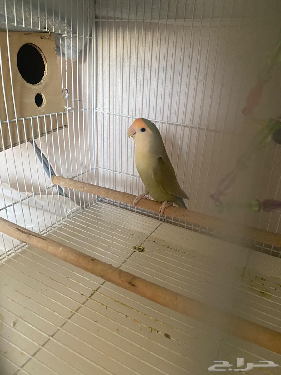 Bird day63051215620737113