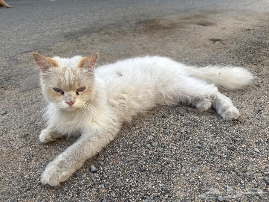 Cat to adopt63052074947843114