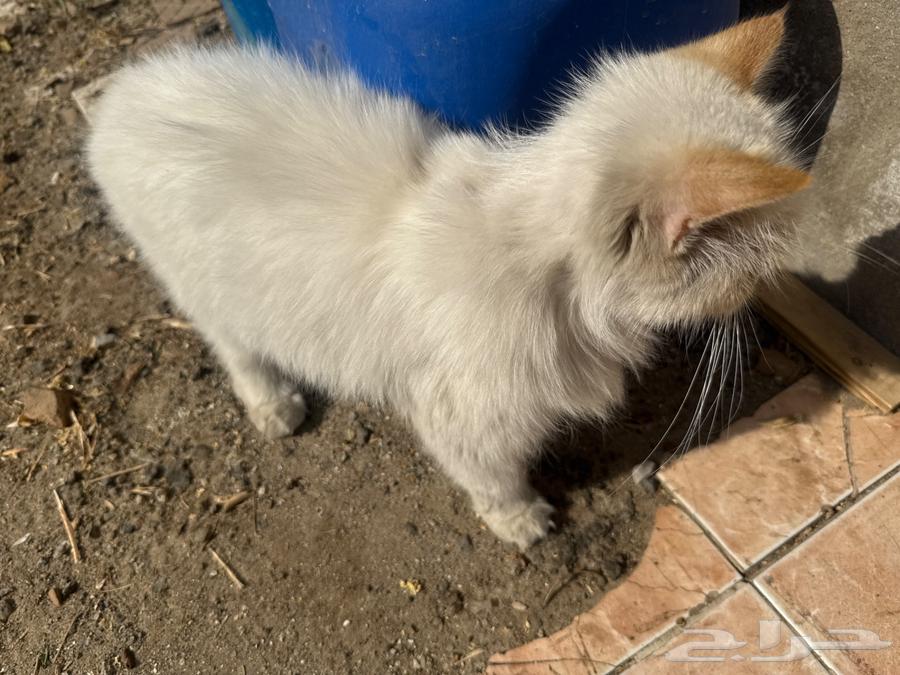 Cat to adopt63052074947843111