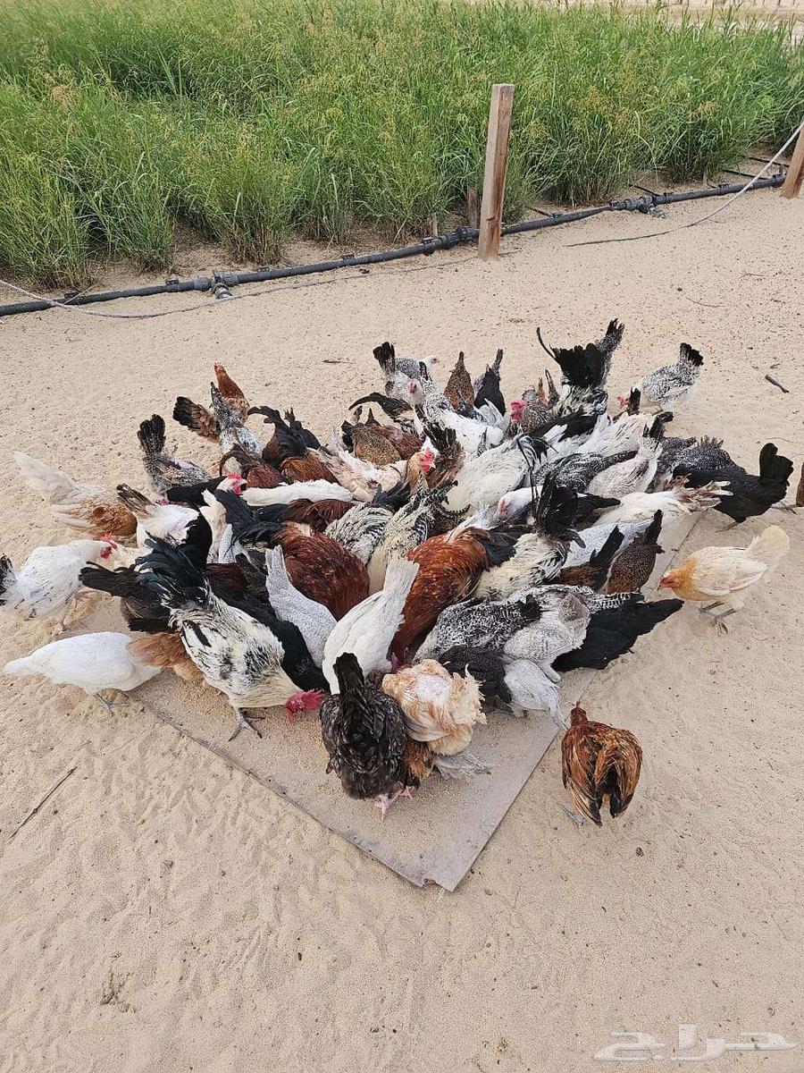 Local and Fiumi white roosters for sale63034575697027117