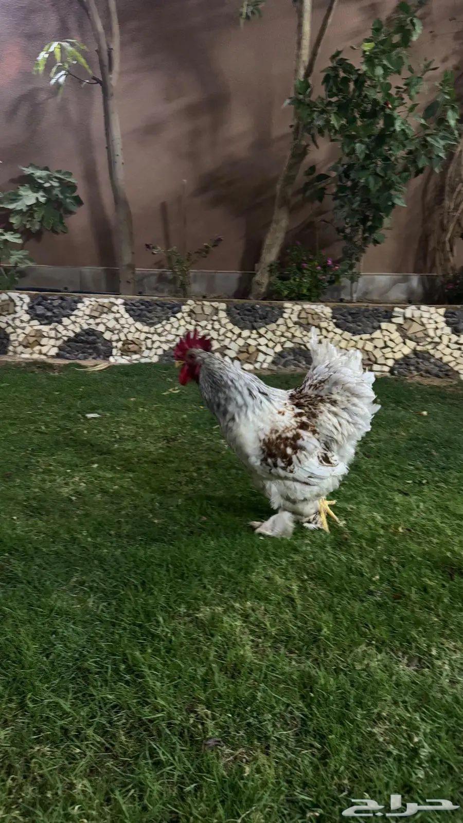 للبيع دجاج براهما63048294900993114