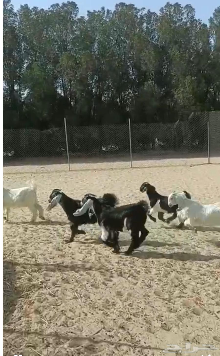 تيوس ذبايح بلدي كفو من إنتاجنا63076917858178111