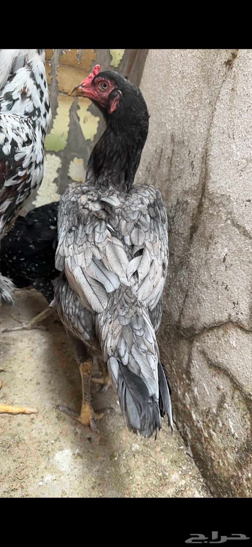 دجاجه سنديه خاكيه63043328479875114