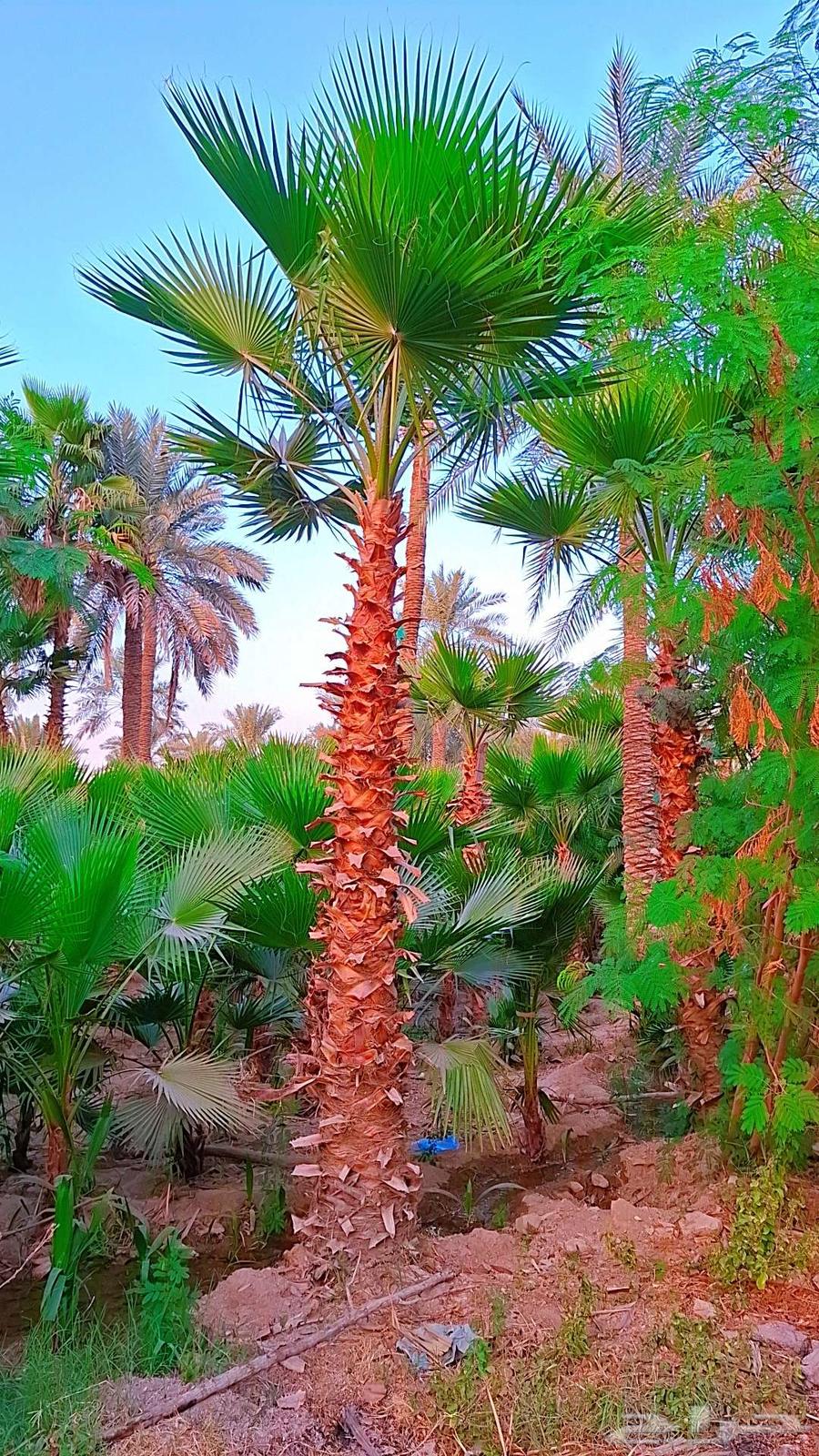 Riyadh and delivery to all regions and cities of the kingdom63012966145282111