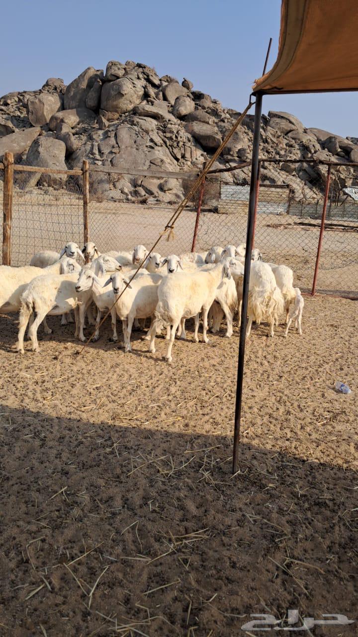 Sale of free sheep births63074602450177112