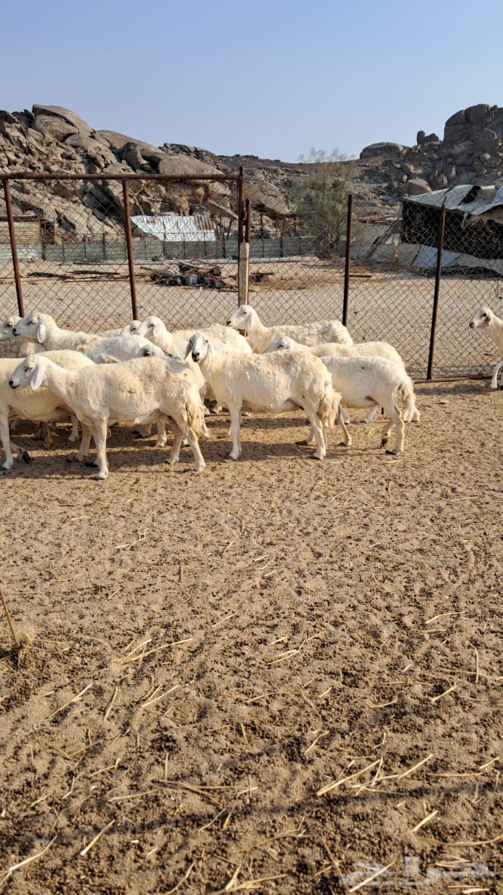 Sale of free sheep births630746024501771119
