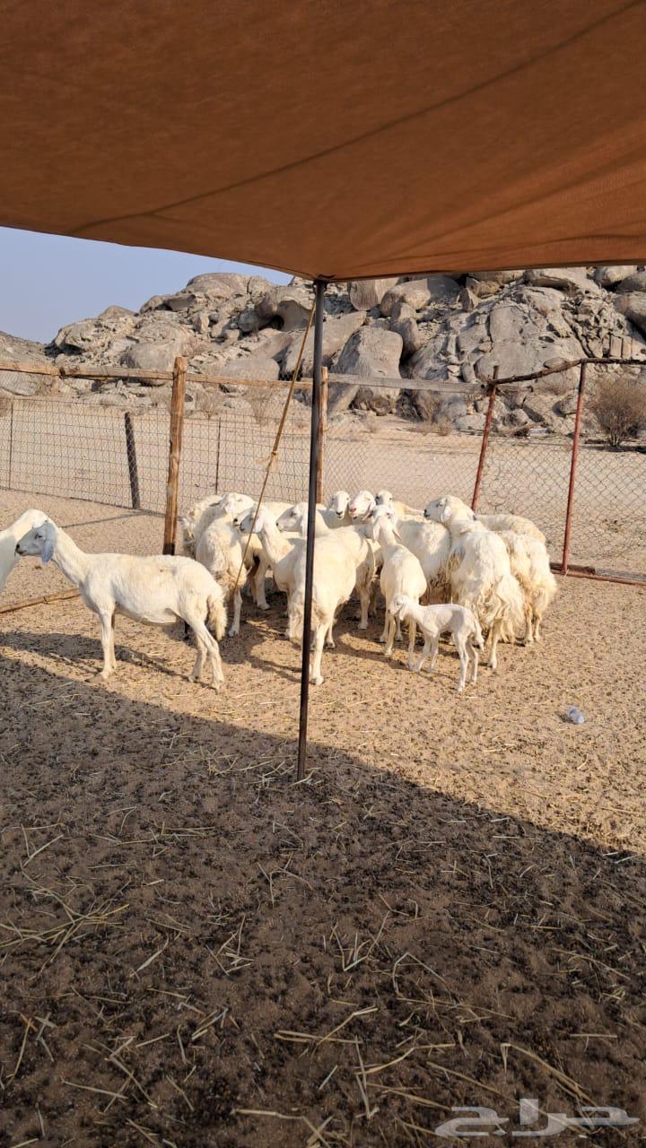 Sale of free sheep births63074602450177111
