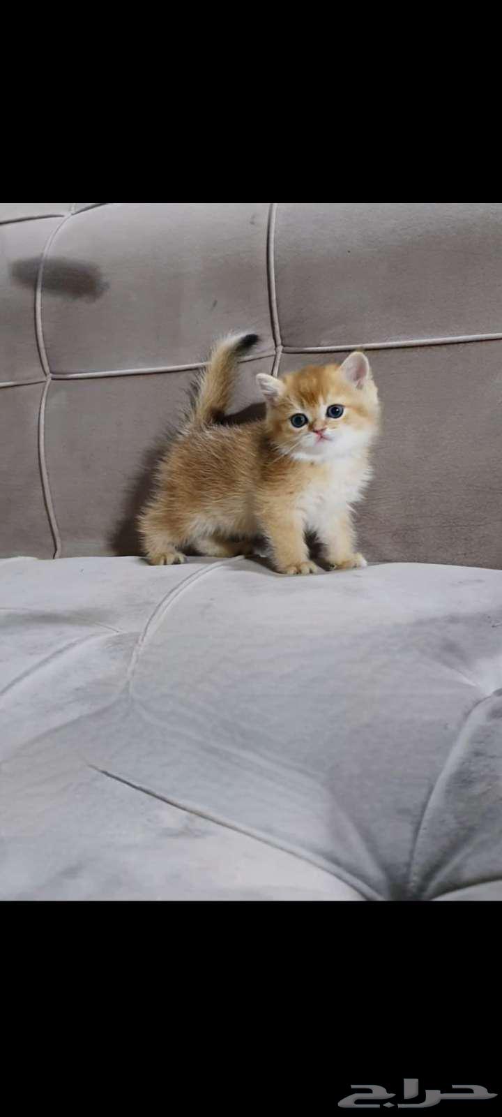 قطط سكوتش وبرتش بيور للبيع63038269217923111