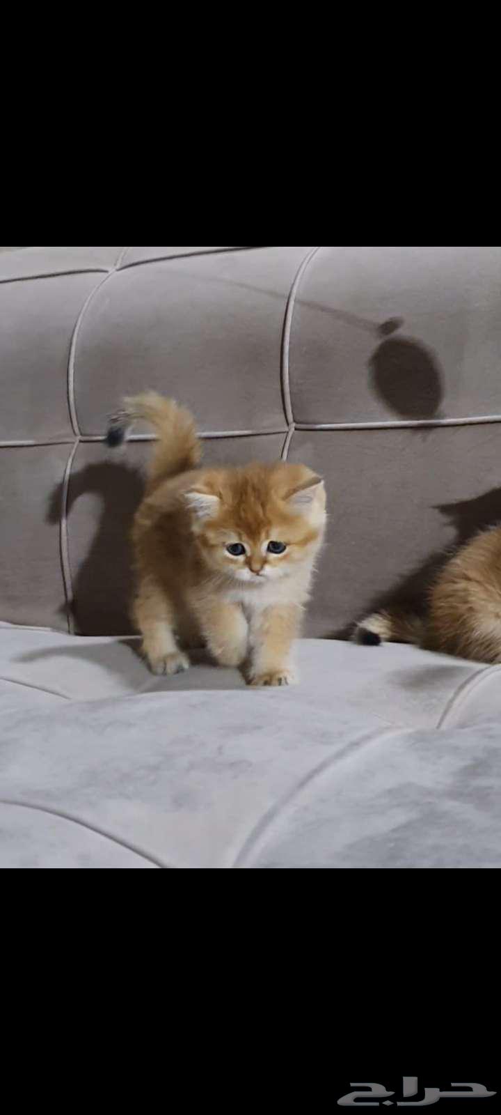 قطط سكوتش وبرتش بيور للبيع63038269217923114