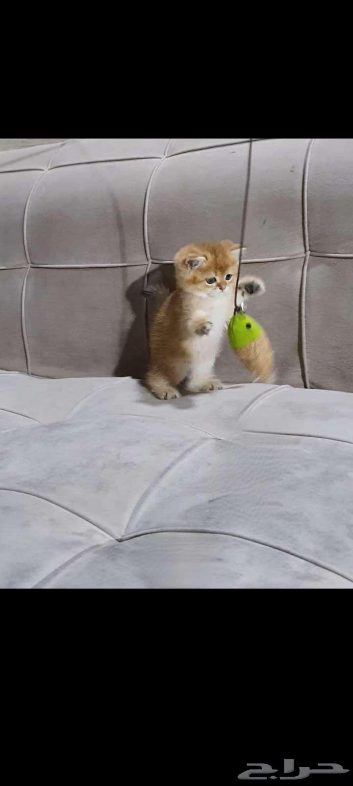 قطط سكوتش وبرتش بيور للبيع63038269217923112