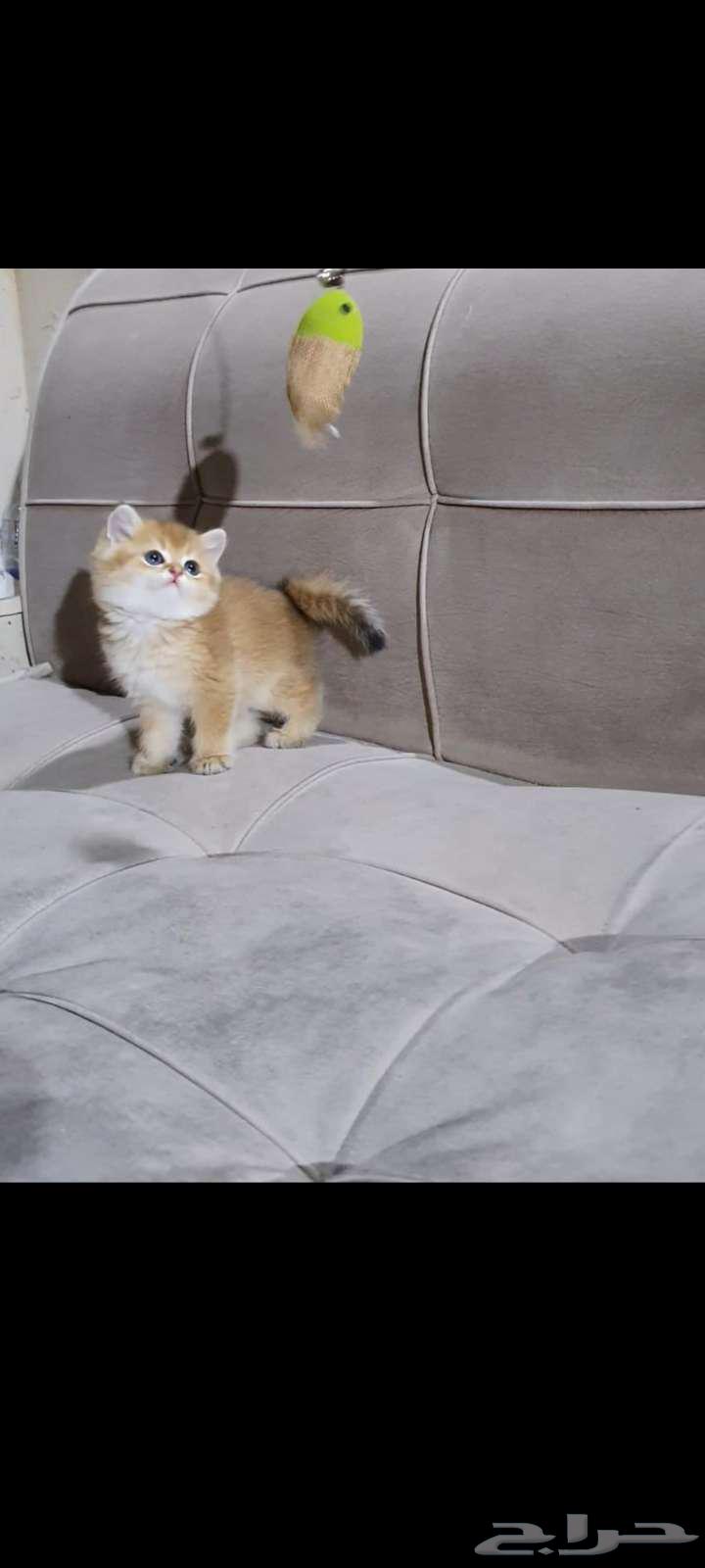 قطط سكوتش وبرتش630362490342411111