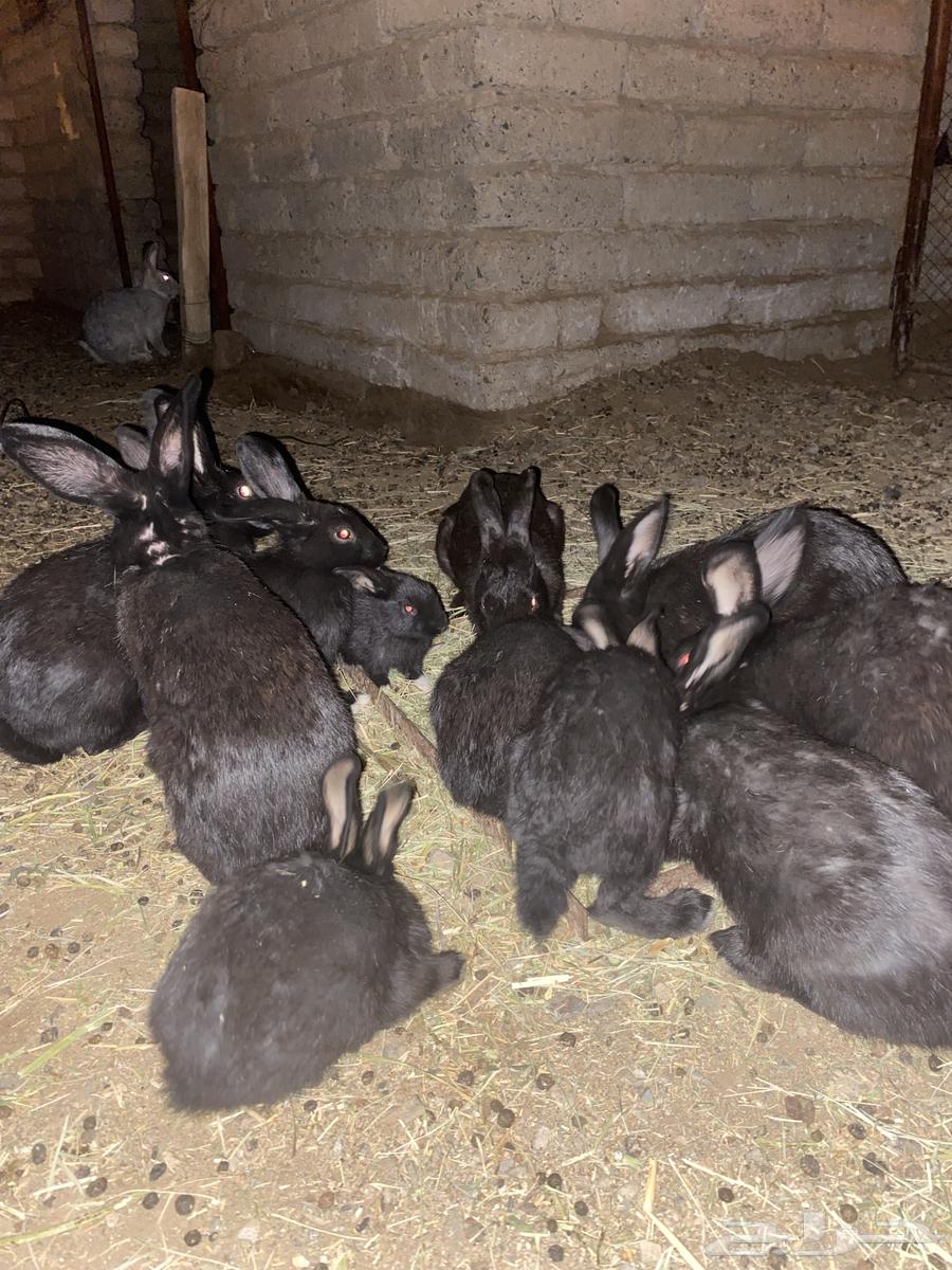Rabbit for sale, healthy, production condition 10063030759263618112
