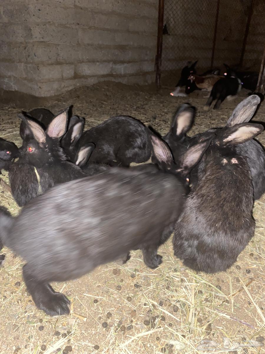 Rabbit for sale, healthy, production condition 10063030759263618111