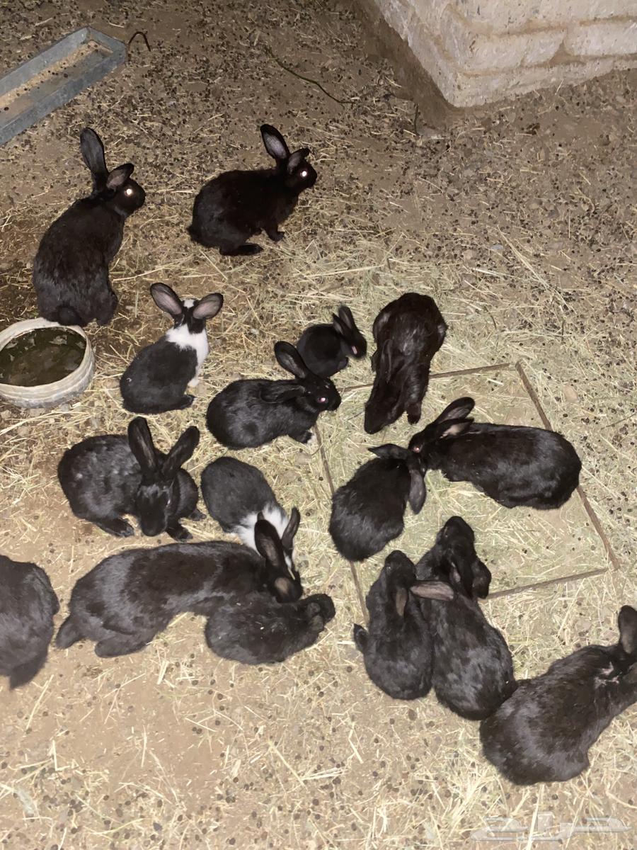 Rabbit for sale, healthy, production condition 10063030759263618111