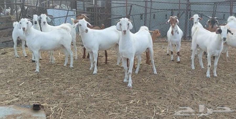 Sheep for sale (sold) (( ))630316144896031125