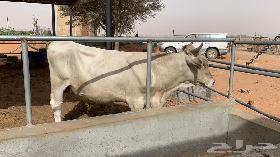 ثور سويسري ابيض630632621314571118