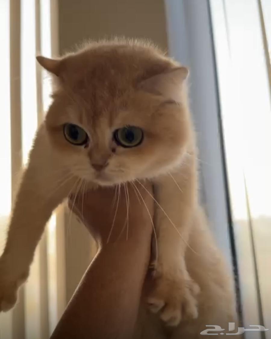 تم بيعها انثى سكوتش nv12بيور63032106796034114