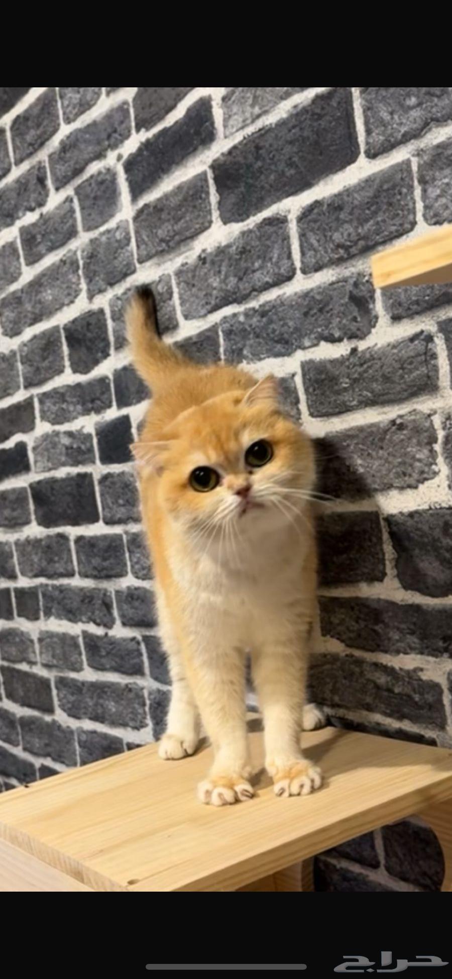 تم بيعها انثى سكوتش nv12بيور63032106796034113
