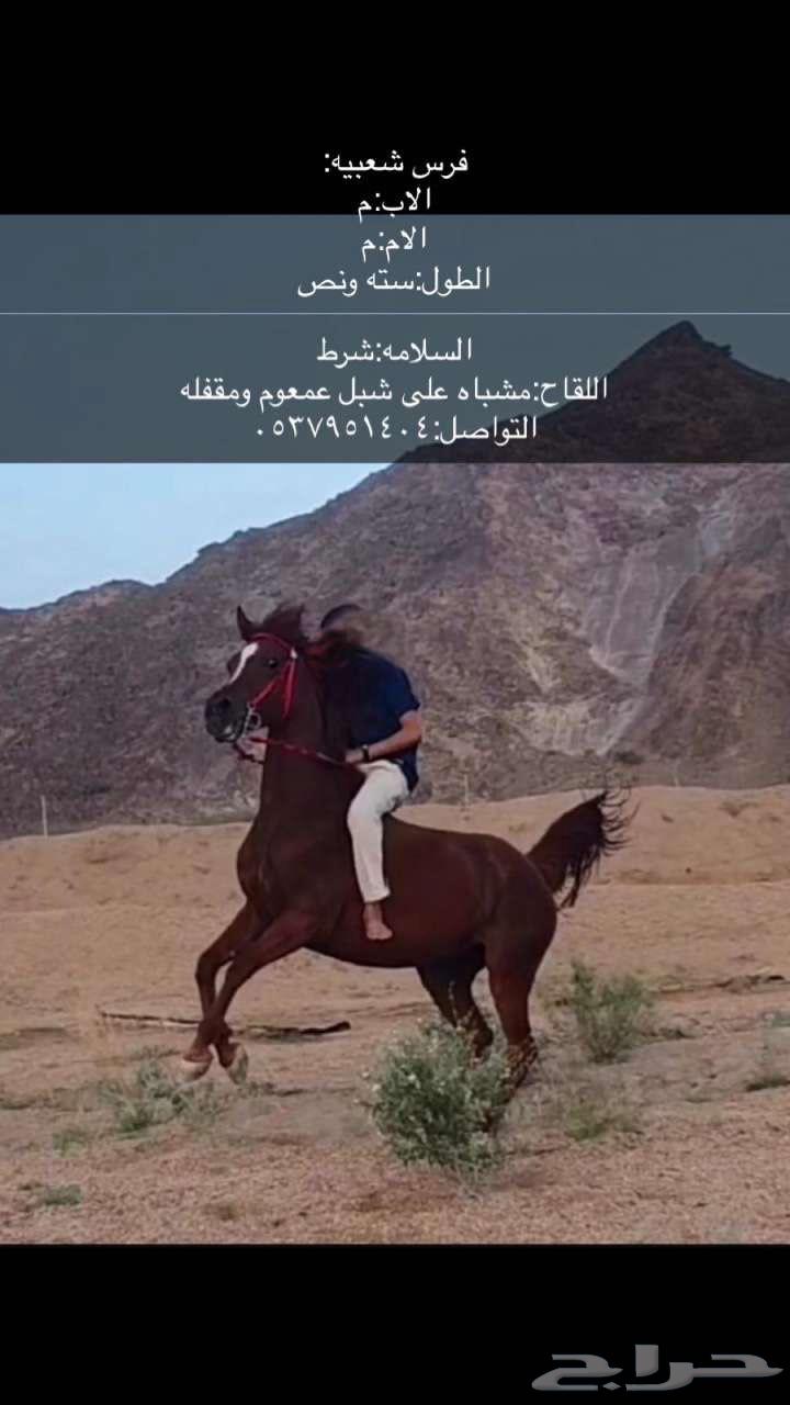 فرس وبنتها630255497574431118