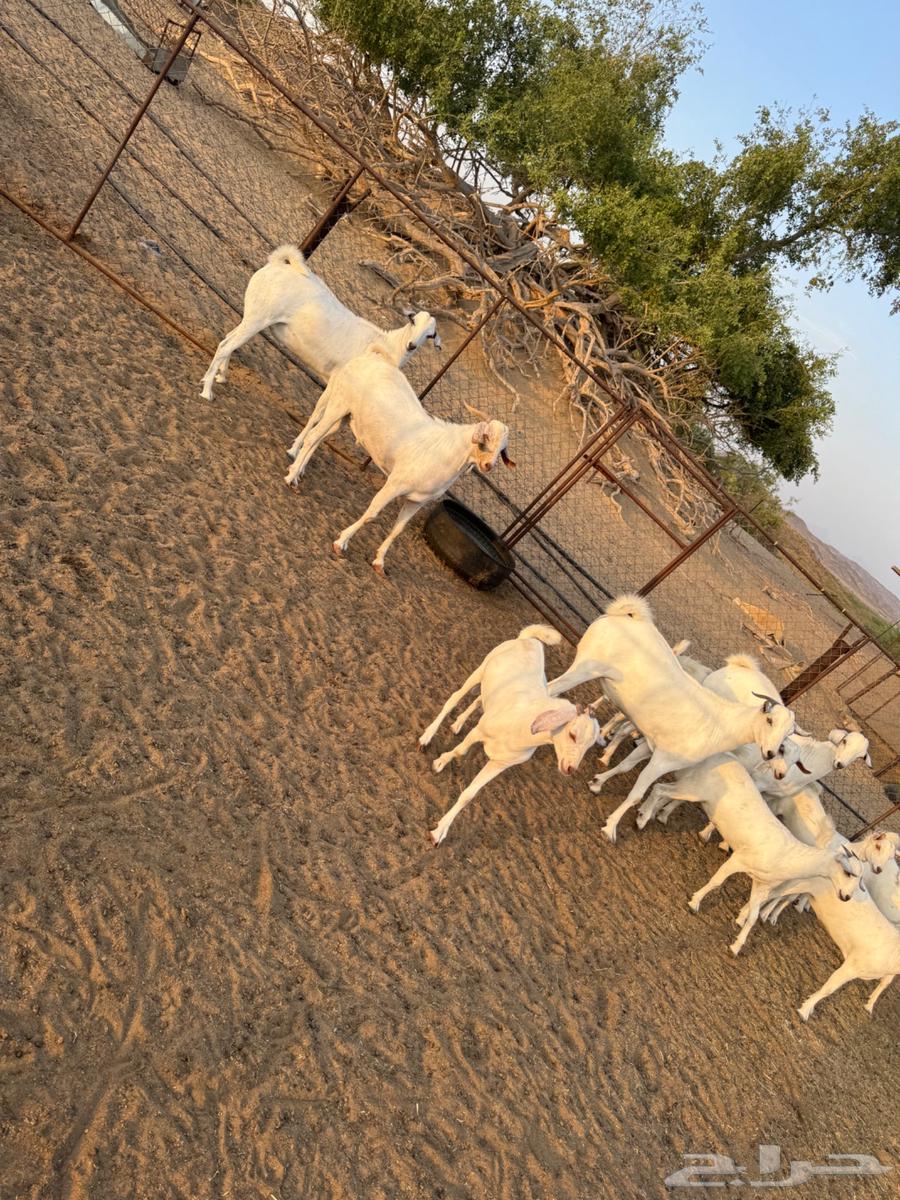 Goat cheese630276751098901124