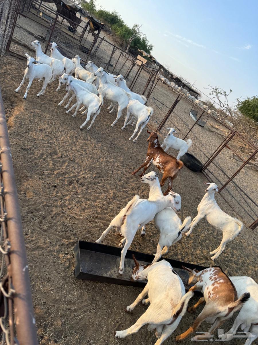 Goat cheese63027675109890111