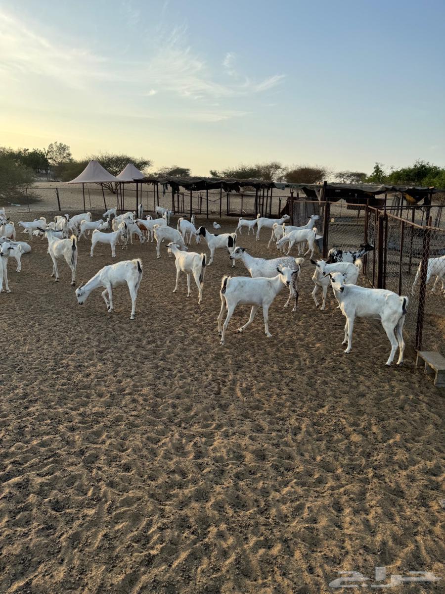 Goat cheese63027675109890114