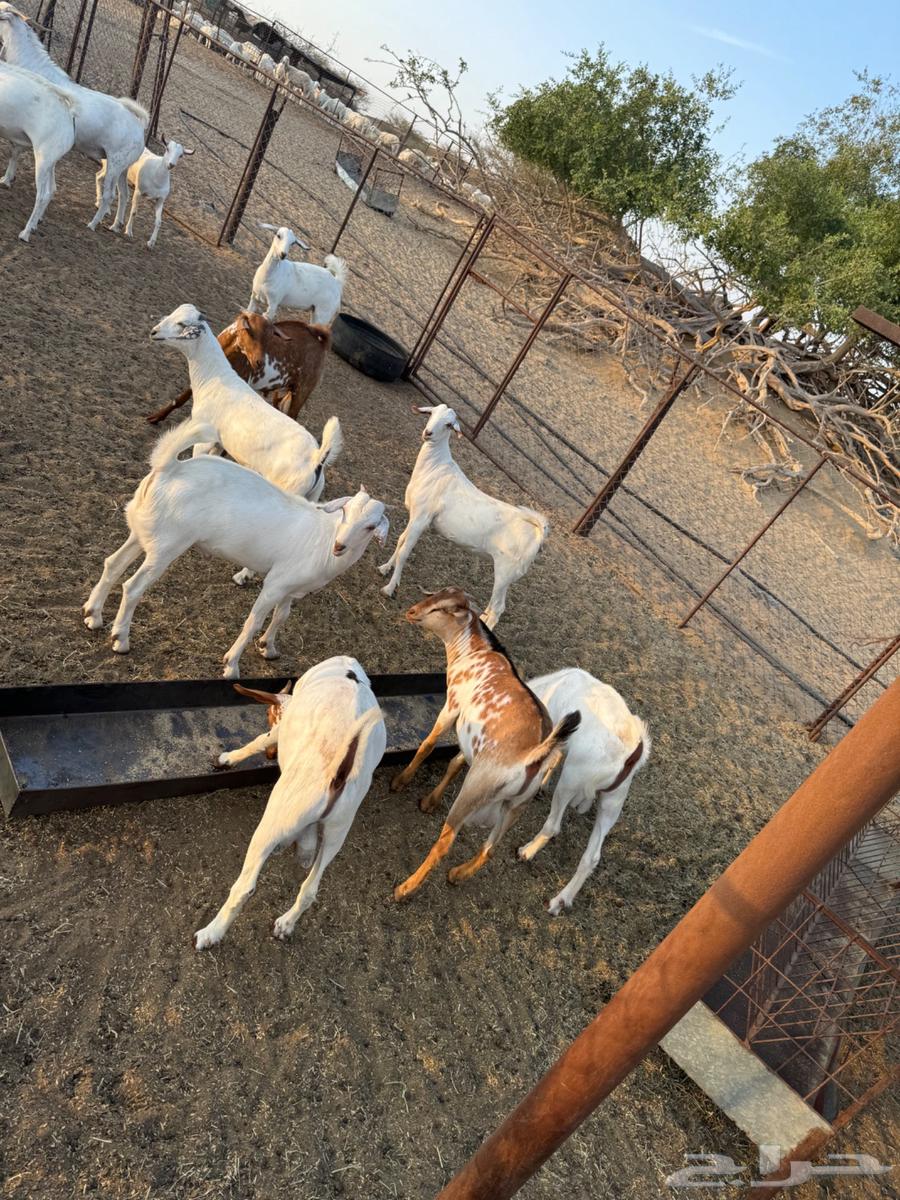 Goat cheese63027675109890113