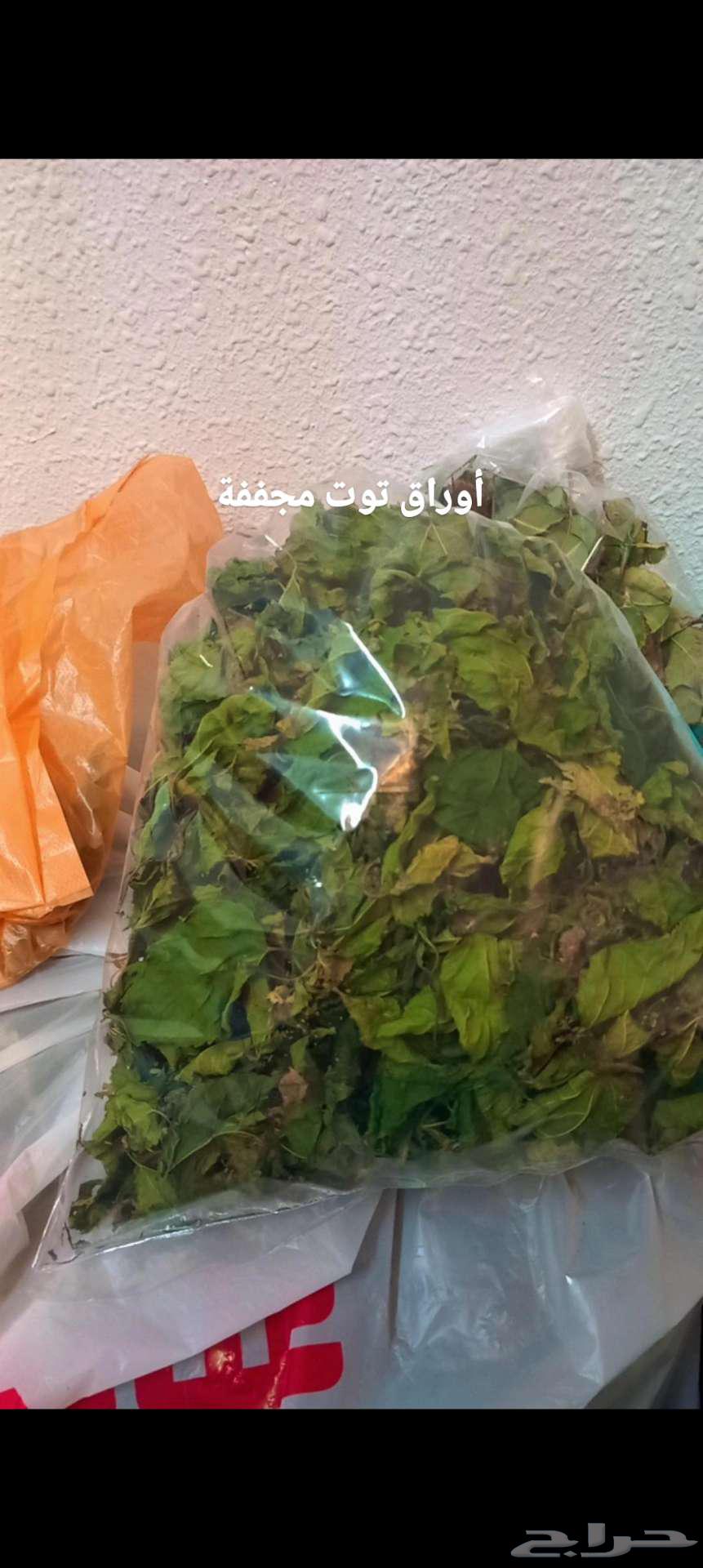 حبق مجفف شاهي اخضر شتلات جوري630251147482911114