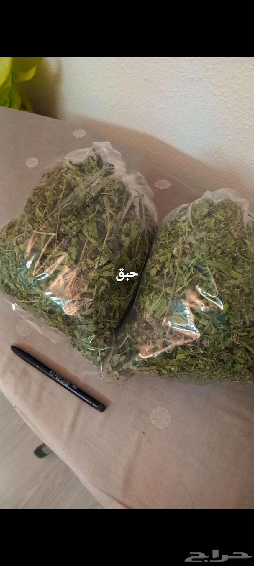 حبق مجفف شاهي اخضر شتلات جوري63025114748291112