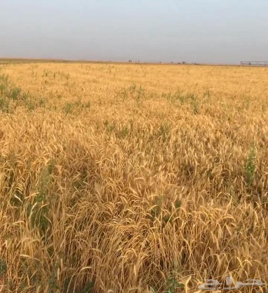 مزرعة للبيع