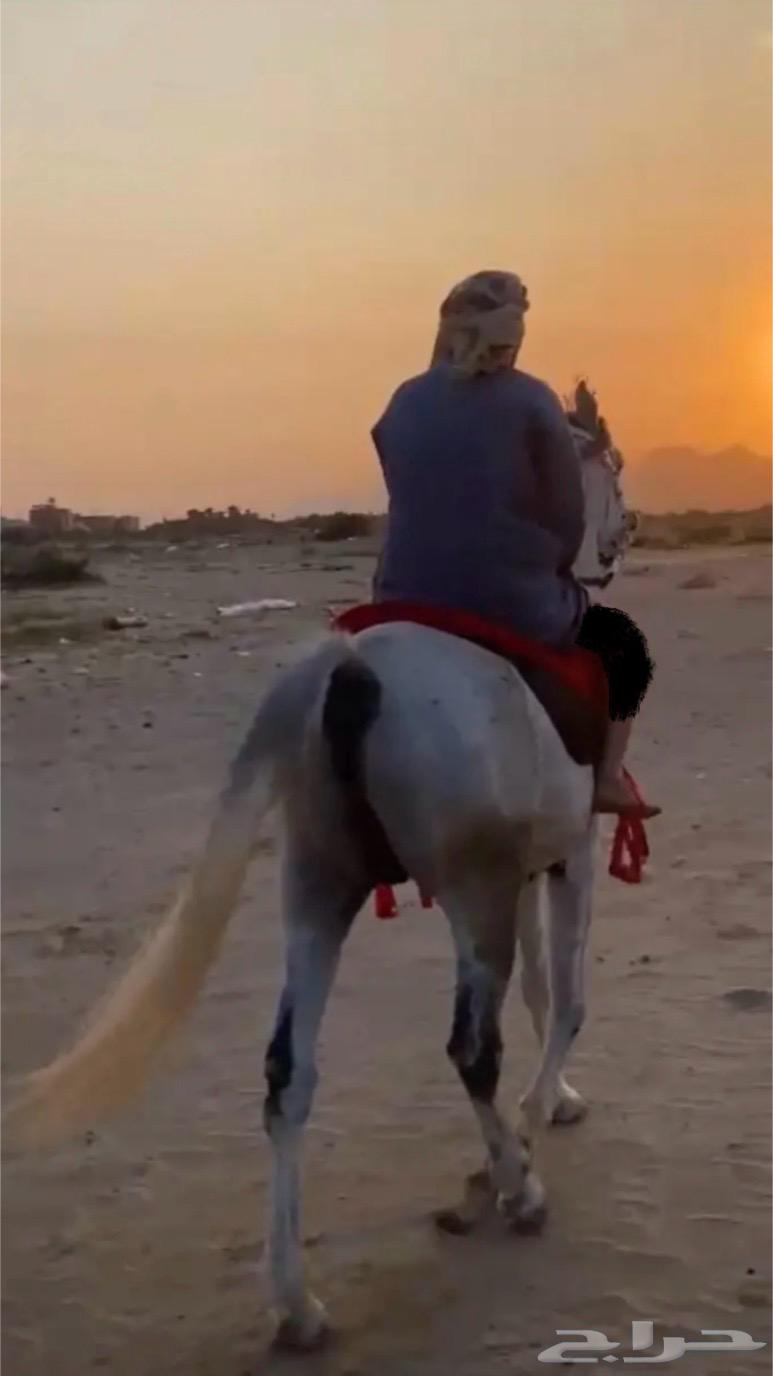 حصان و مهره63025126177153114