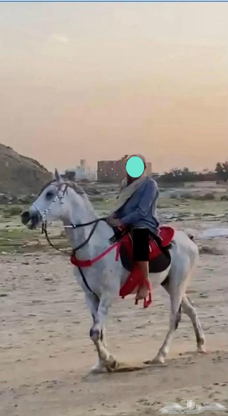 حصان و مهره63025126177153111