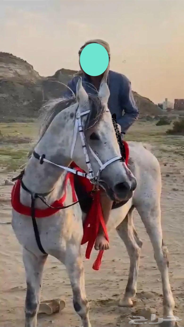 حصان و مهره63025126177153112