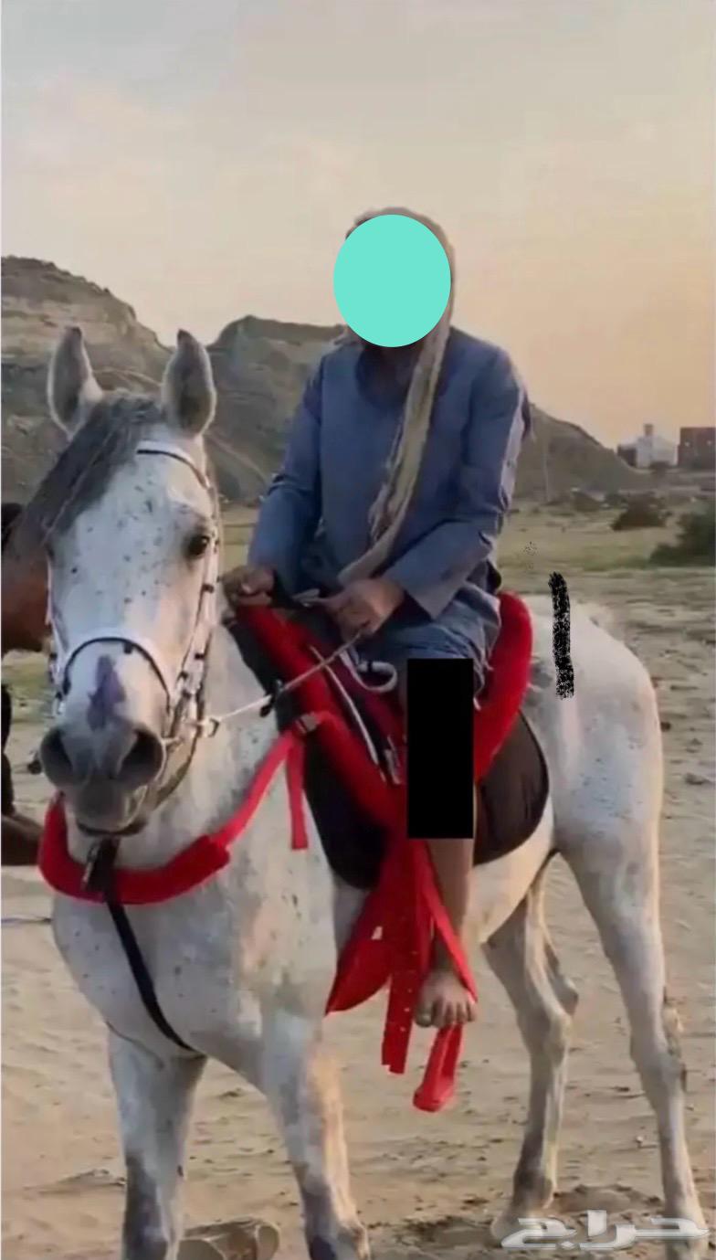 حصان و مهره630251261771531122
