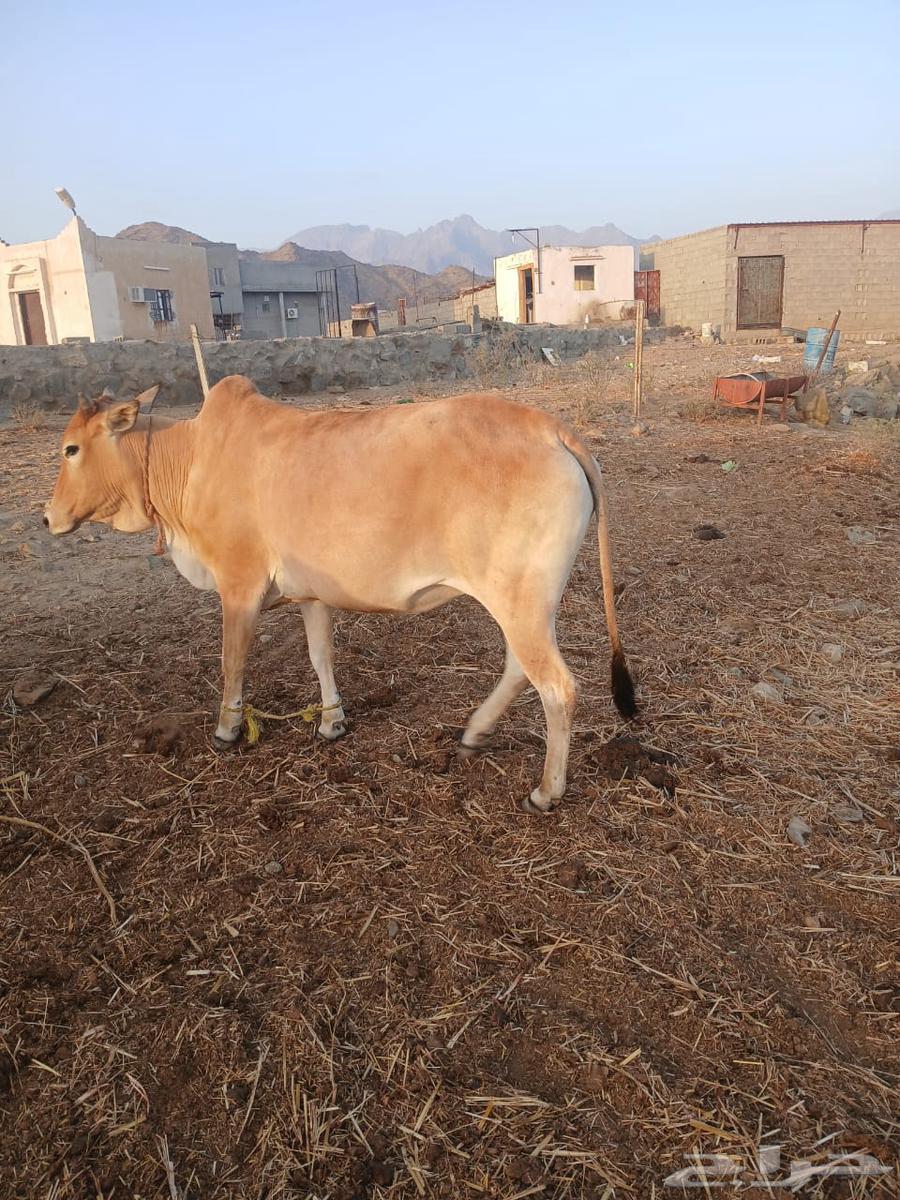 Cattle for sale63061103409283112