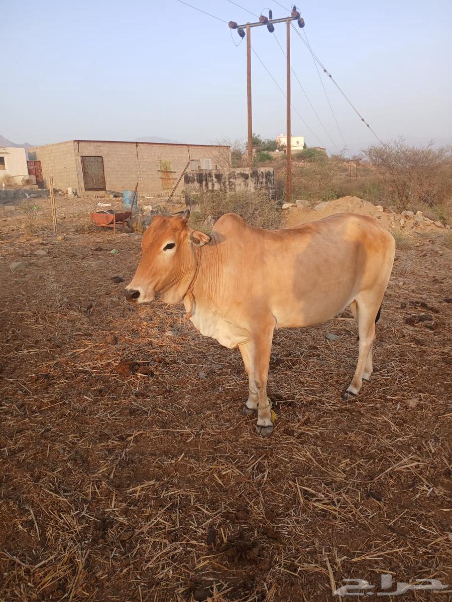 Cattle for sale63061103409283114