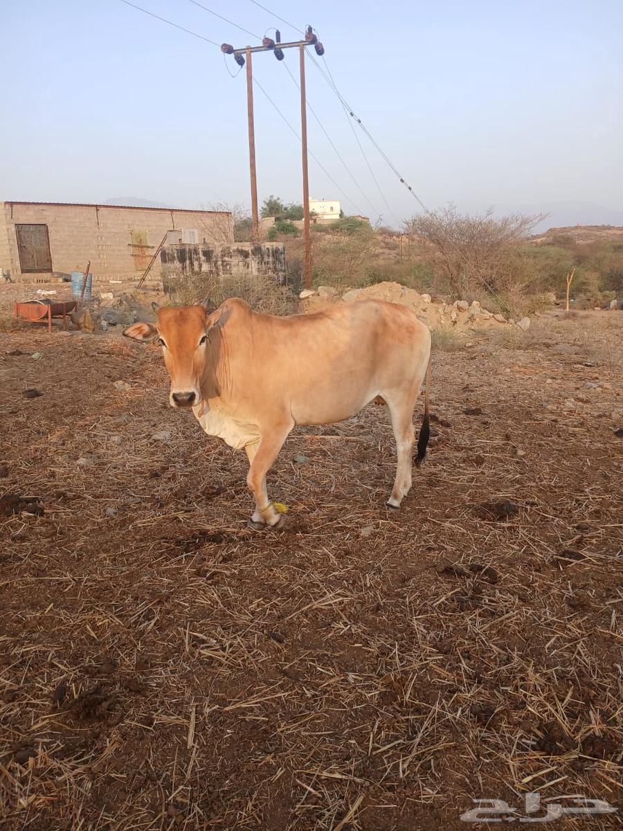 Cattle for sale63061103409283113