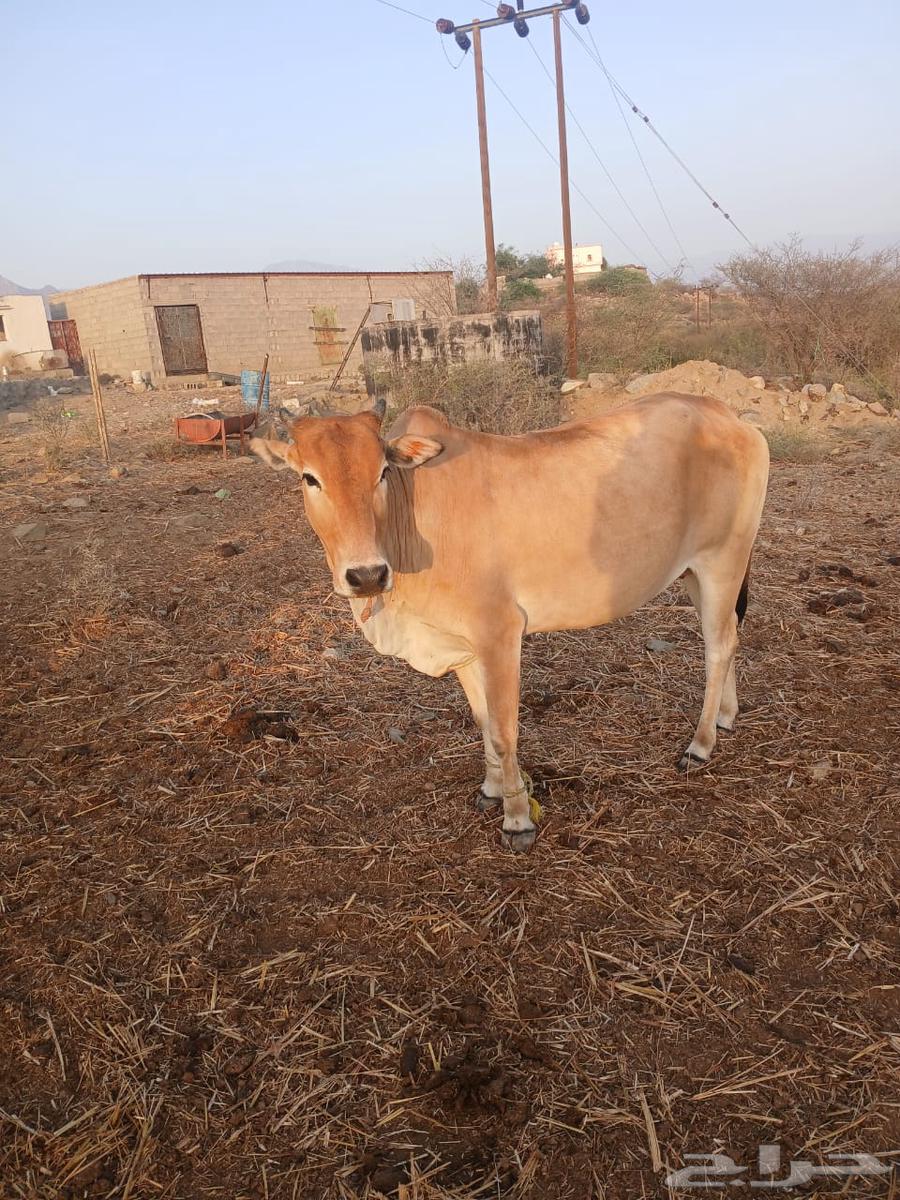 Cattle for sale63061103409283111