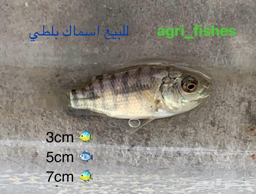 اسماك بلطي حي للبيع63159908982017111