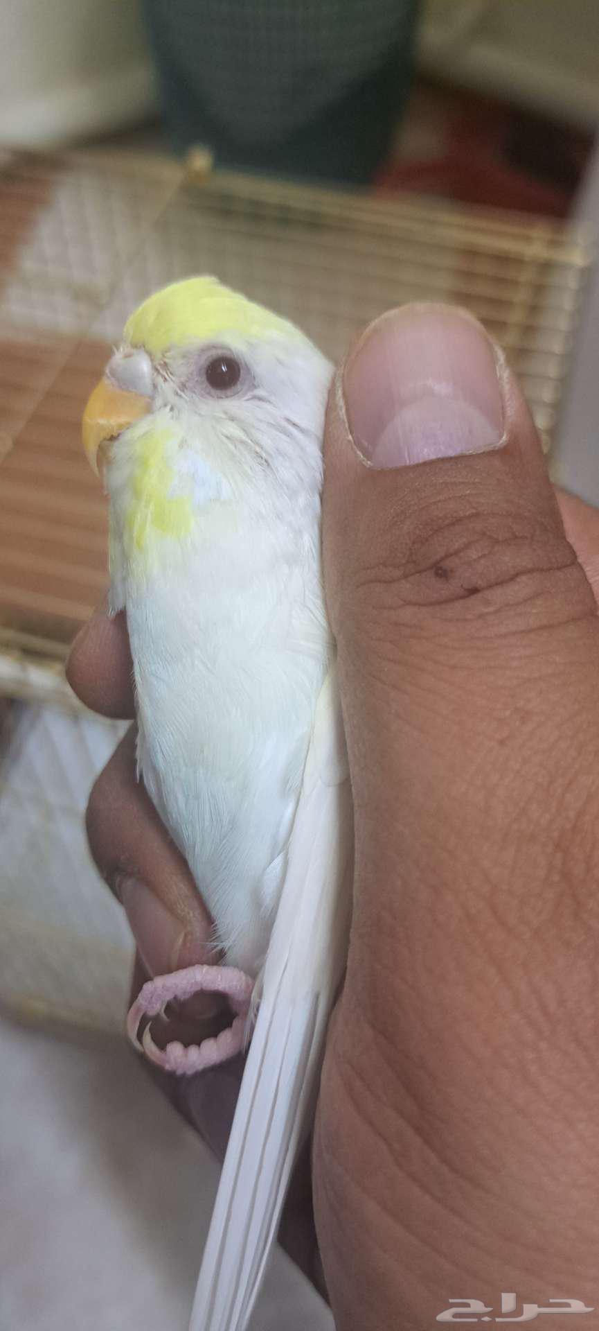 طير حب عيون حمراء63018421382145112