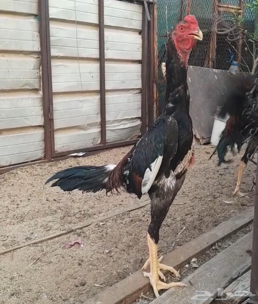 ديك شامو ياباني فاخر630179546225951124