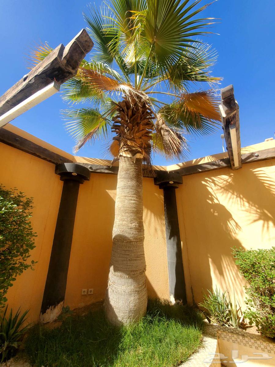 8 Washingtonia Palm Trees for Sale. نخلات واشنطن63019810658434114