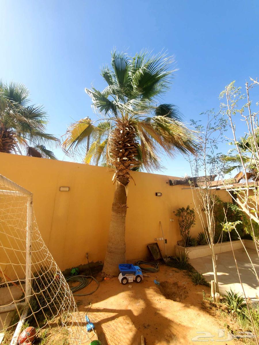 8 Washingtonia Palm Trees for Sale. نخلات واشنطن63019810658434111
