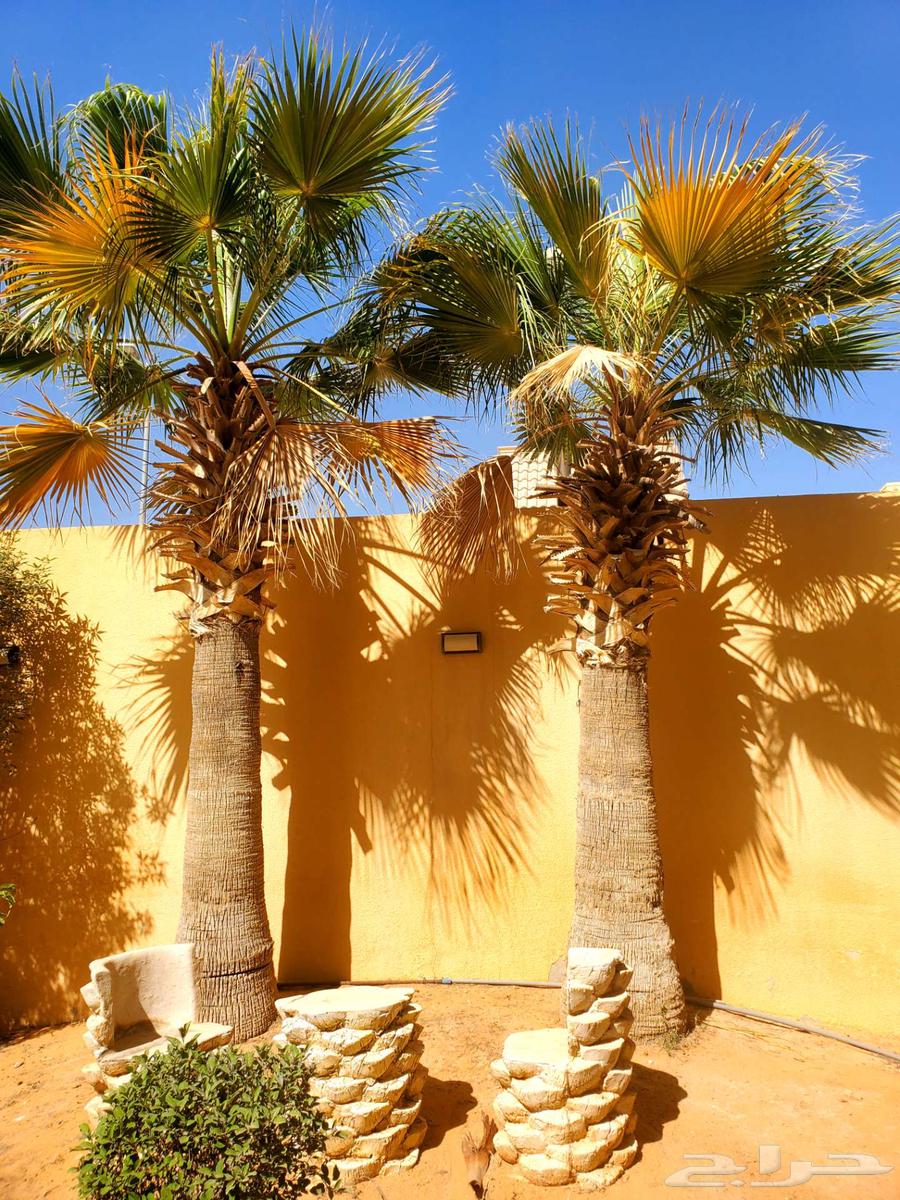 8 Washingtonia Palm Trees for Sale. نخلات واشنطن63019810658434112