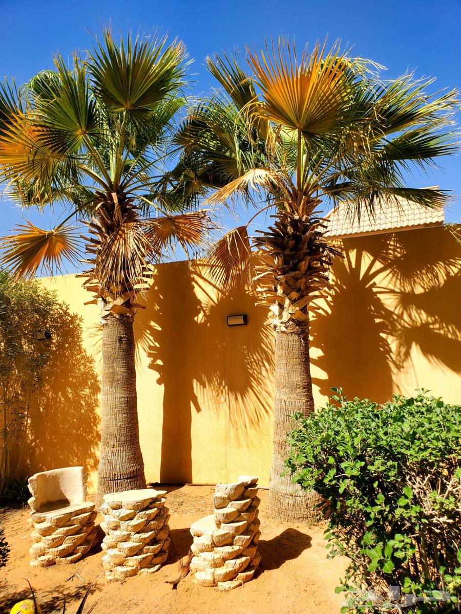 8 Washingtonia Palm Trees for Sale. نخلات واشنطن63019810658434113