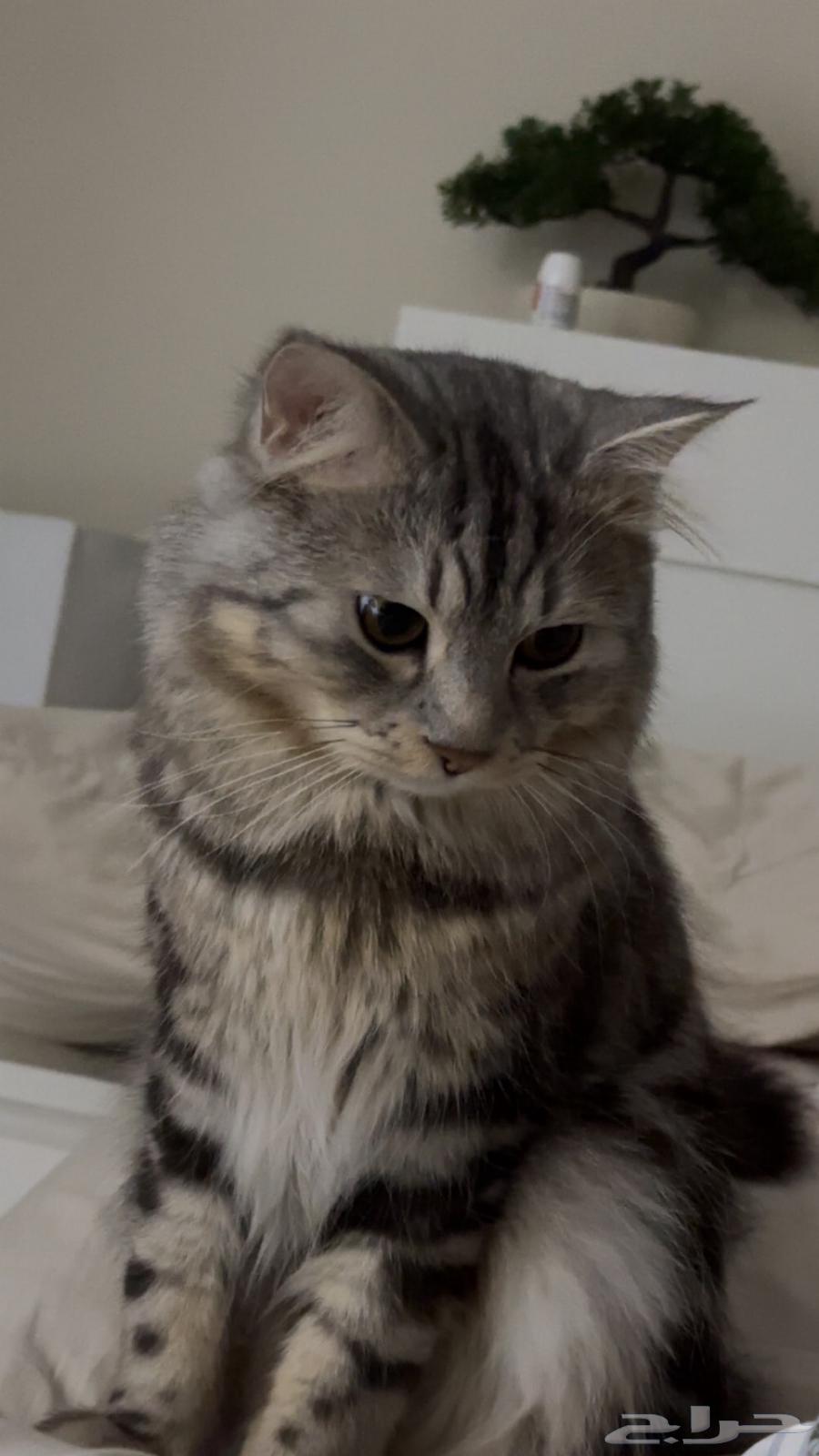I am lost in Al-Taif Al-Saddad area, Al-Sinabel, a financial reward for whoever finds me 80063019336578563111