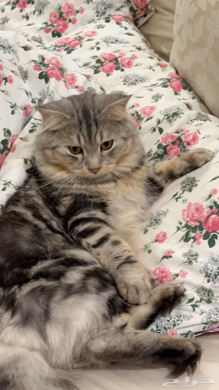 I am lost in Al-Taif Al-Saddad area, Al-Sinabel, a financial reward for whoever finds me 80063019336578563113